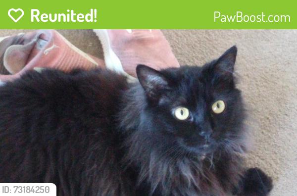 Reunited Female Cat last seen Spring Valley Ln and View Dr., Milpitas, CA 95035