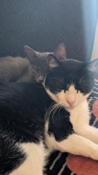 Reunited Male Cat last seen behind Giant Eagle on W Tusc, Canton, OH 44706