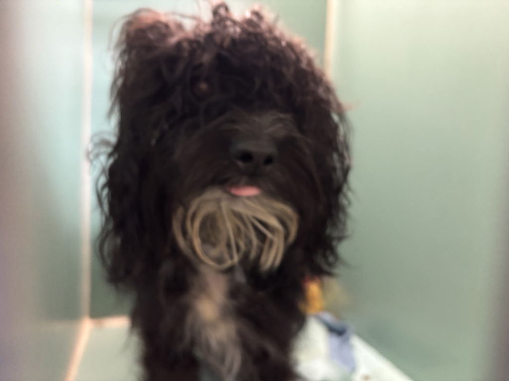 Shelter Stray Female Dog last seen 155-09 Jewel Avenue, FLUSHING, NY, 11367, 326 E 110th St, New York, NY 10029, USA