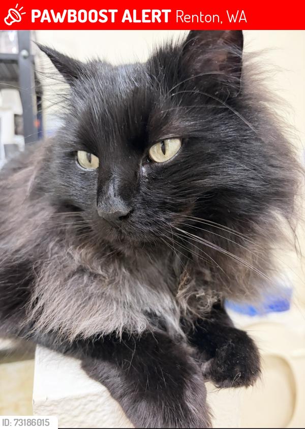 Lost Male Cat last seen SE 145th st Renton WA, Renton, WA 98059