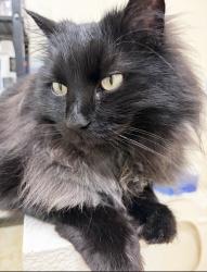 Lost Male Cat last seen SE 145th st Renton WA, Renton, WA 98059