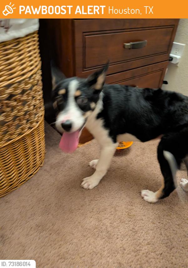 Found/Stray Female Dog last seen Near paddock brook ln Houston TX, Houston, TX 77038
