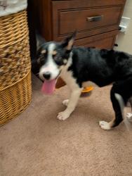 Found/Stray Female Dog last seen Near paddock brook ln Houston TX, Houston, TX 77038