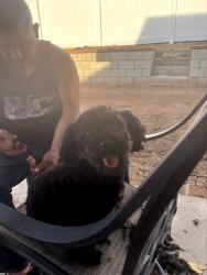 Reunited Female Dog last seen Sweeney drive, Moreno Valley, CA 92553