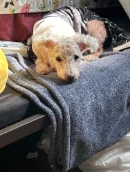 Reunited Male Dog last seen El paso and Ave 50, Los Angeles, CA 90042