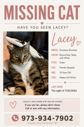 Lost Female Cat last seen Liberty trail, Andover Sparta road, Newton, NJ 07860