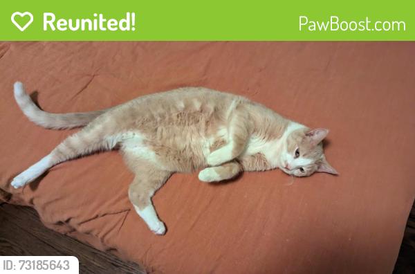 Reunited Male Cat last seen Foster and Western, Chicago, IL 60625