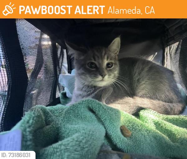 Found/Stray Unknown Cat last seen Haight and 3rd St., Alameda, CA 94501