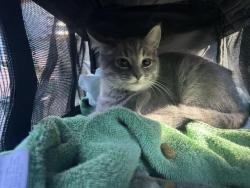 Found/Stray Unknown Cat last seen Haight and 3rd St., Alameda, CA 94501
