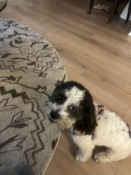 Lost Male Dog last seen Ocean Blvd and Junipero Ave, Long Beach, CA 90814