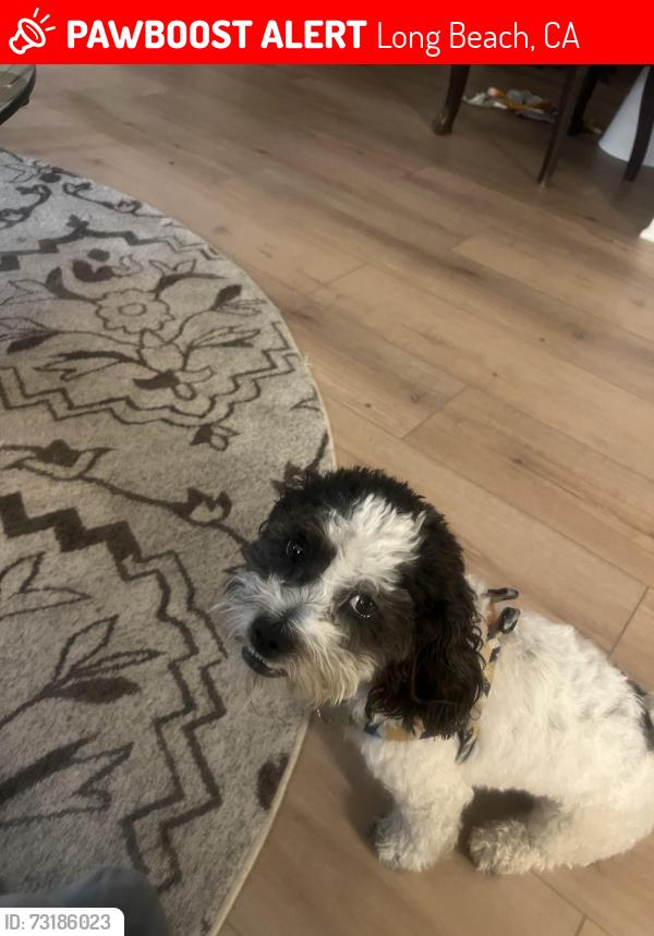 Lost Male Dog last seen Ocean Blvd and Junipero Ave, Long Beach, CA 90814