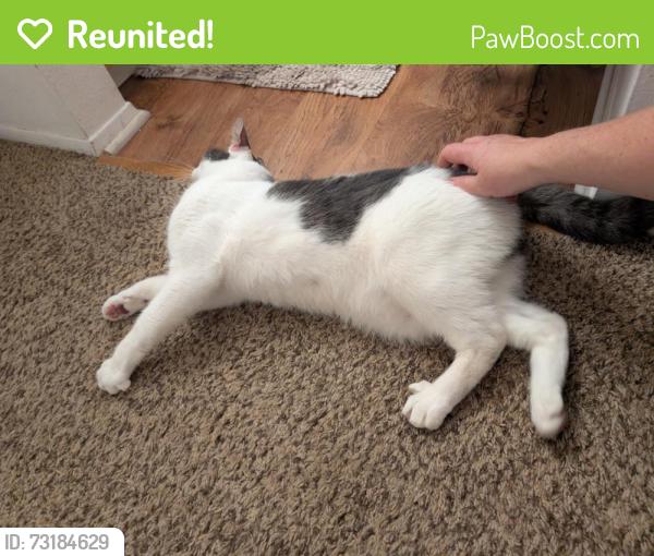 Reunited Male Cat last seen Allen blvd & Wilson, Beaverton, OR 97005