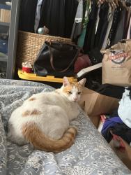 Lost Male Cat last seen Excelsior and E38th, Oakland, CA 94602