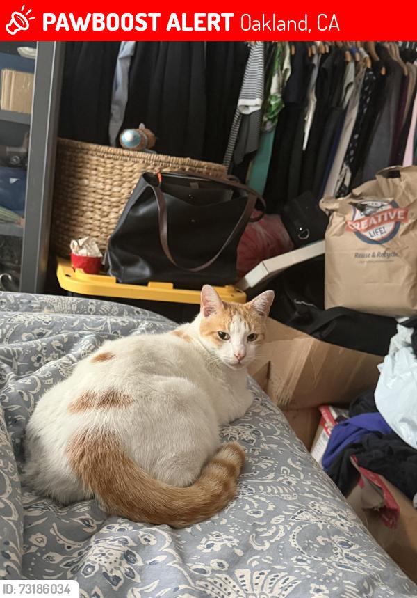 Lost Male Cat last seen Excelsior and E38th, Oakland, CA 94602