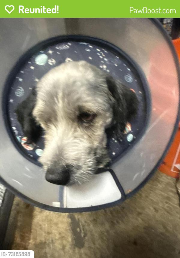 Reunited Male Dog last seen Yosemite way, Suisun City, CA 94533