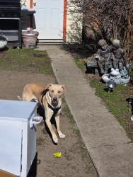 Lost Male Dog last seen Napa and welsley, Spokane, WA 99207