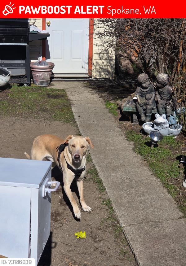 Lost Male Dog last seen Napa and welsley, Spokane, WA 99207