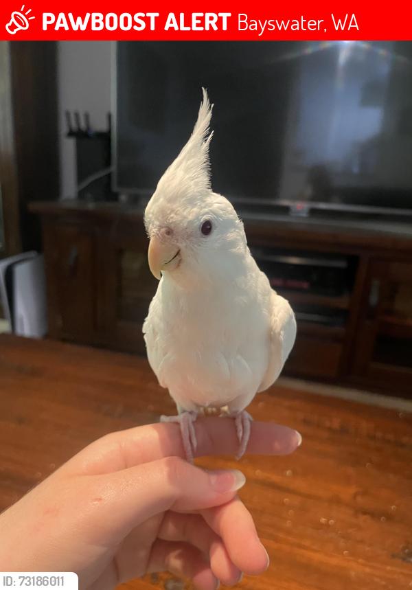 Lost Male Bird last seen Slade street, Short street, Cobden street, and guilford road, Bayswater, WA 6053