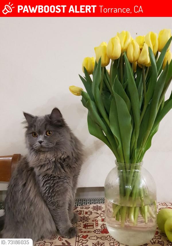 Lost Female Cat last seen Pacific Coast Highway near South High school, Torrance, CA 90505