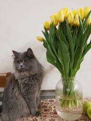 Lost Female Cat last seen Pacific Coast Highway near South High school, Torrance, CA 90505