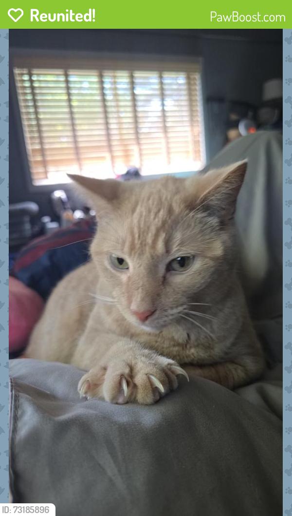 Reunited Male Cat last seen Thompson and Burton Road, Wonder Lake, IL 60097