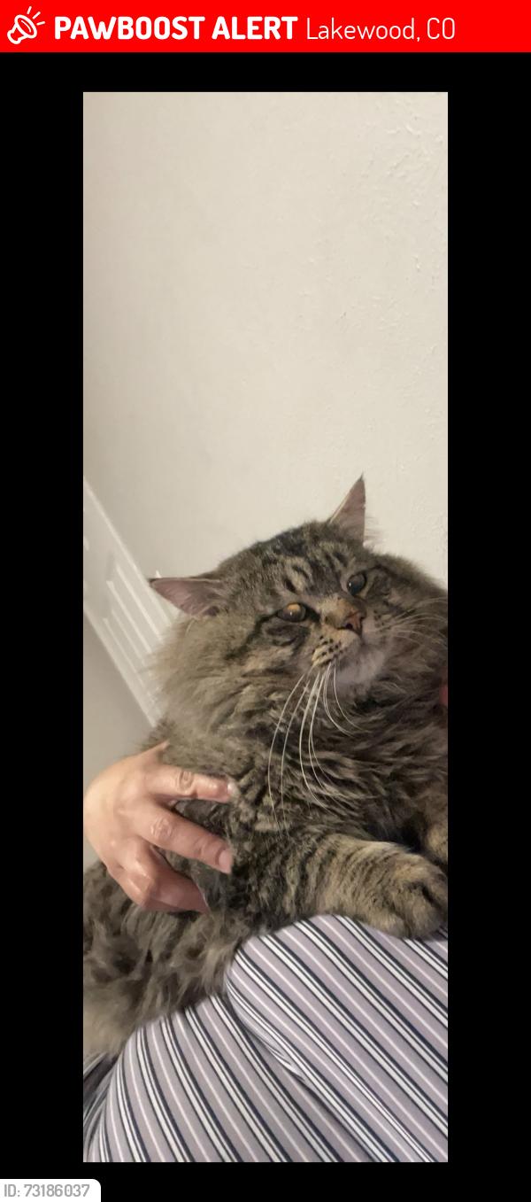 Lost Male Cat last seen 5th Eaton Pl, Lakewood, CO 80226