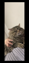 Lost Male Cat last seen 5th Eaton Pl, Lakewood, CO 80226