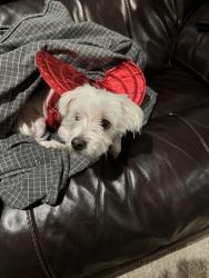 Lost Male Dog last seen Pine St, Metzger, Tigard, OR 97223