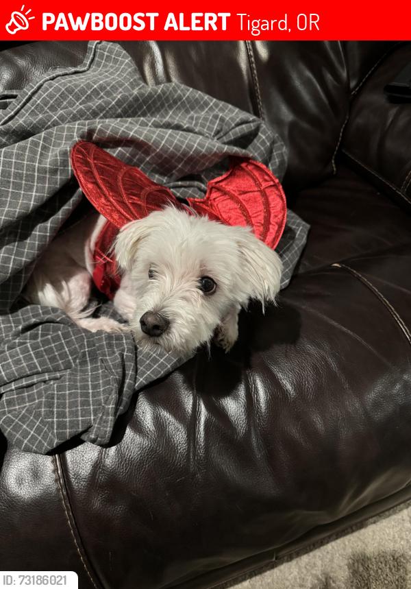 Lost Male Dog last seen Pine St, Metzger, Tigard, OR 97223