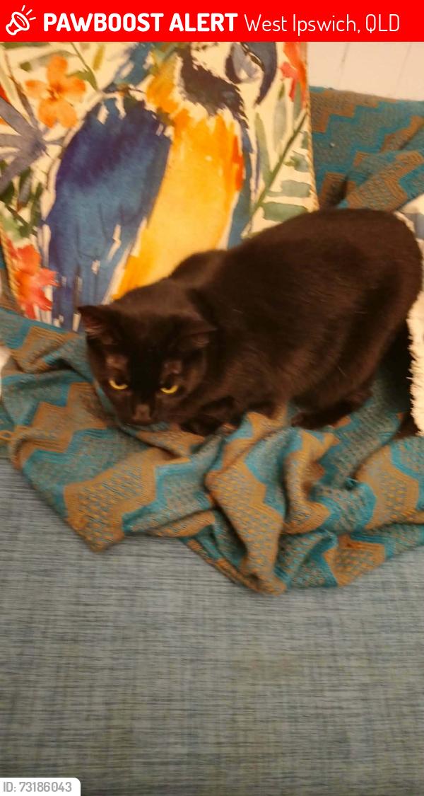 Lost Female Cat last seen Keogh St, West Ipswich, QLD 4305