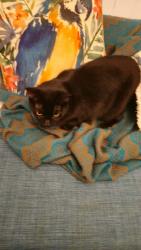 Lost Female Cat last seen Keogh St, West Ipswich, QLD 4305