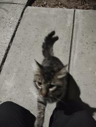 Found/Stray Unknown Cat last seen 5th and Keyes, San Jose, CA 95112