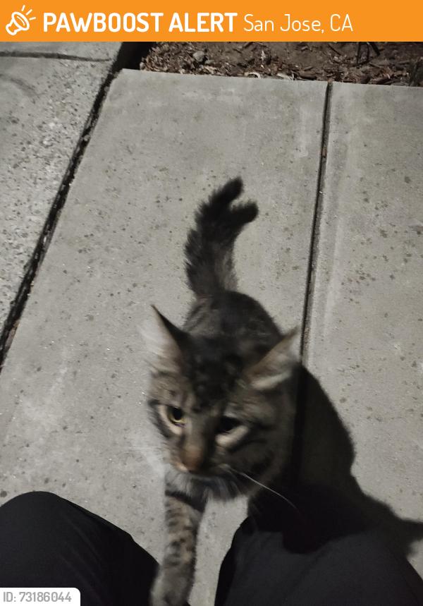 Found/Stray Unknown Cat last seen 5th and Keyes, San Jose, CA 95112