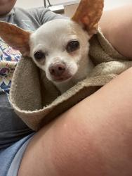 Lost Male Dog last seen Near and 90 kemp tx, Kaufman County, TX 75147