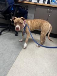 Shelter Stray Female Dog last seen , 14409 Vanowen St, Van Nuys, CA 91405, USA