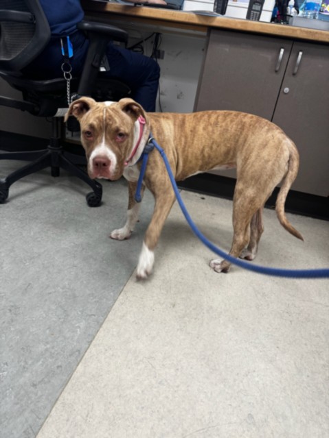 Shelter Stray Female Dog last seen , 14409 Vanowen St, Van Nuys, CA 91405, USA