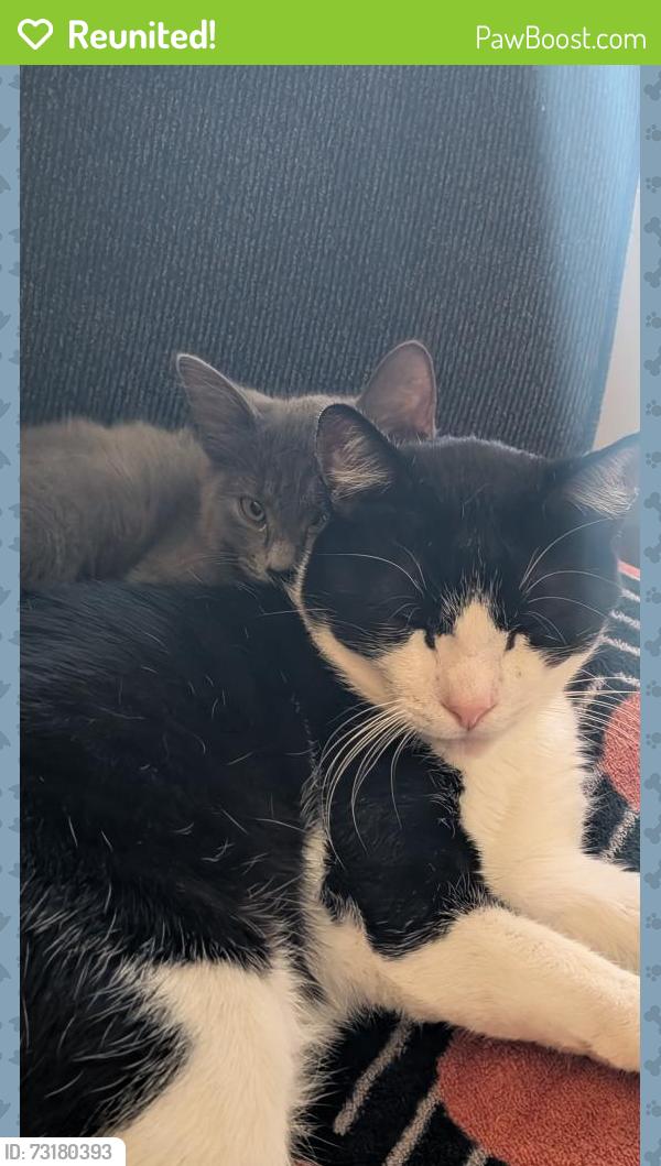 Reunited Male Cat last seen behind Giant Eagle on W Tusc, Canton, OH 44706