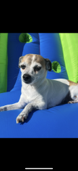 Reunited Female Dog last seen 47th street W and j8 area, Lancaster, CA 93536