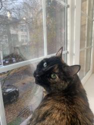 Reunited Female Cat last seen Near NE Alder Street, Hillsboro, OR 97124