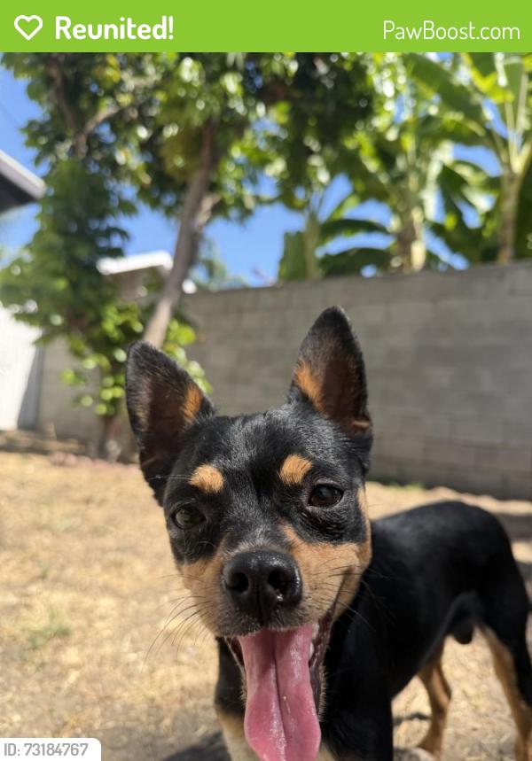 Reunited Male Dog last seen Near Rose Ave, Long Beach, CA 90805, USA, Long Beach, CA 90805