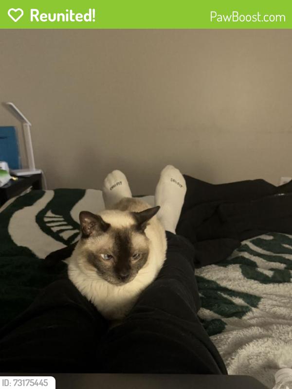 Reunited Male Cat last seen 8 mile Road, Northville Township, MI 48167