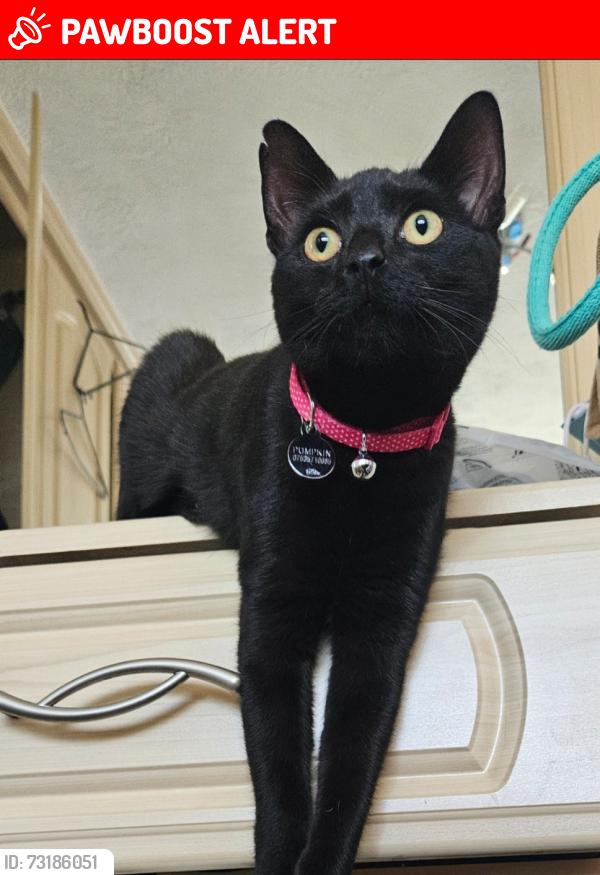 Lost Female Cat last seen Prenton farm road, Birkenhead, England 