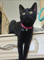 Lost Female Cat last seen Prenton farm road, Birkenhead, England 