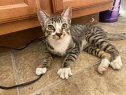 Found/Stray Female Cat last seen Near Suncrest Dr, San Diego, CA 92116