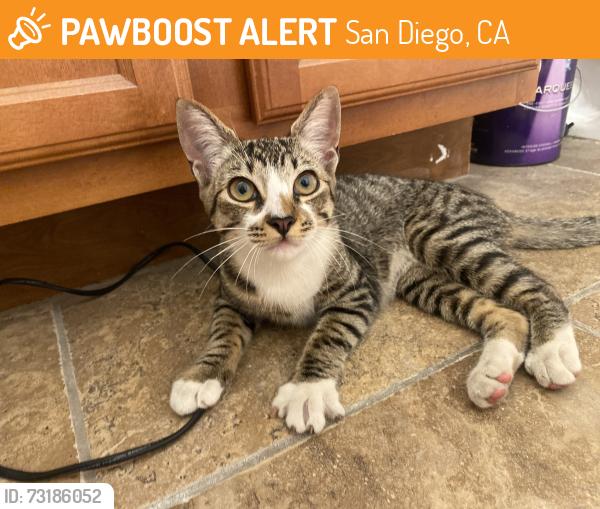 Found/Stray Female Cat last seen Near Suncrest Dr, San Diego, CA 92116