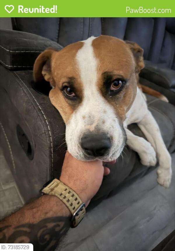 Reunited Male Dog last seen Amesbury and Sunfire, El Paso, TX 79928
