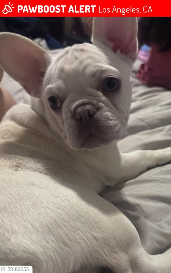 Lost Female Dog last seen Whittier, Los Angeles, CA 90023