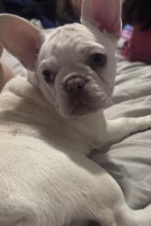 Lost Female Dog last seen Whittier, Los Angeles, CA 90023