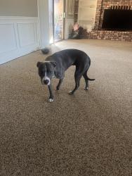 Reunited Female Dog last seen Avenue 12, Madera, CA 93636