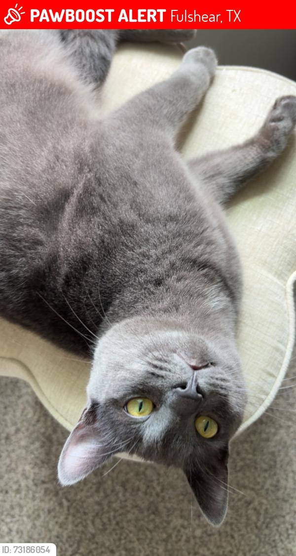 Lost Male Cat last seen wickley parkway, Fulshear, TX 77423